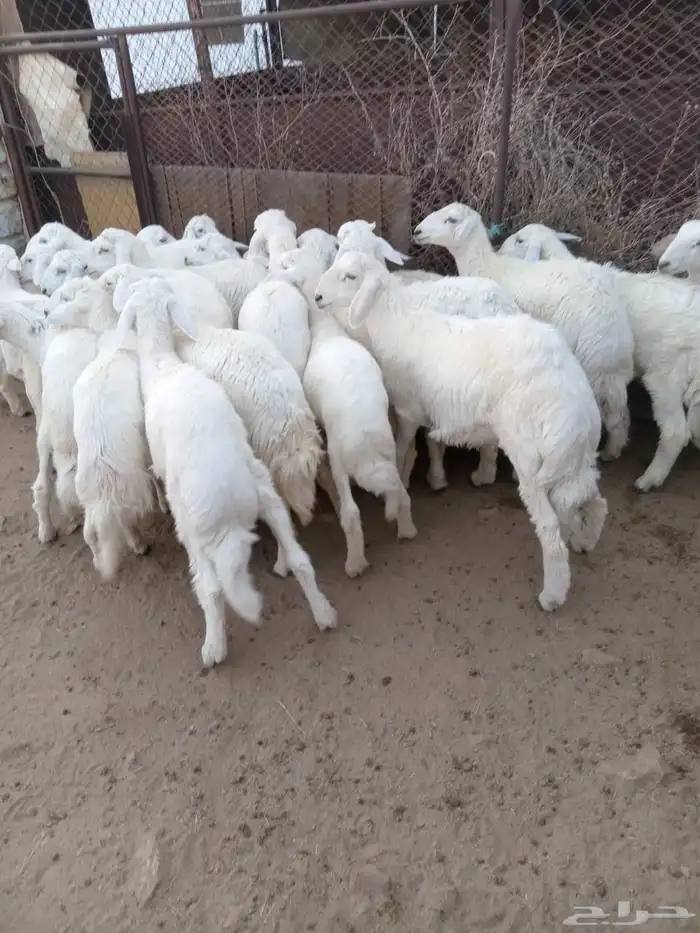 25 من البهم شعره وشكل ونظافه فيه 5رخال فقط 3