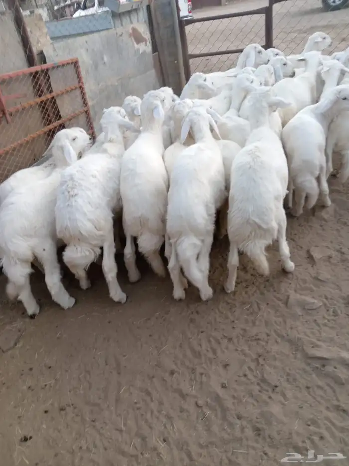 25 من البهم شعره وشكل ونظافه فيه 5رخال فقط 0