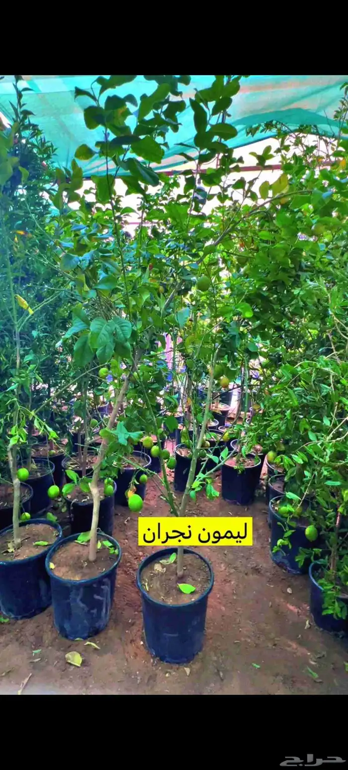 نخيل عربي وواشنطني واشجار زينه 5