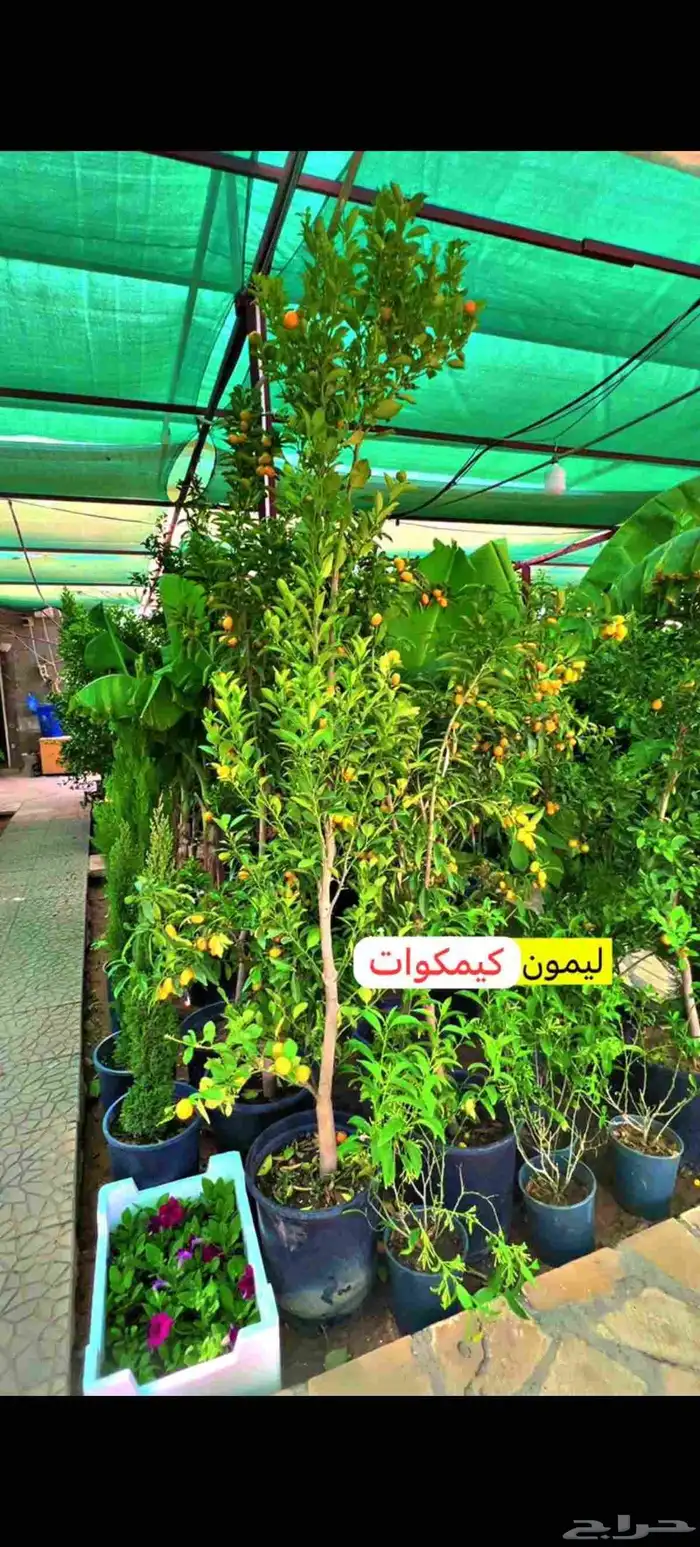 نخيل عربي وواشنطني واشجار زينه 7