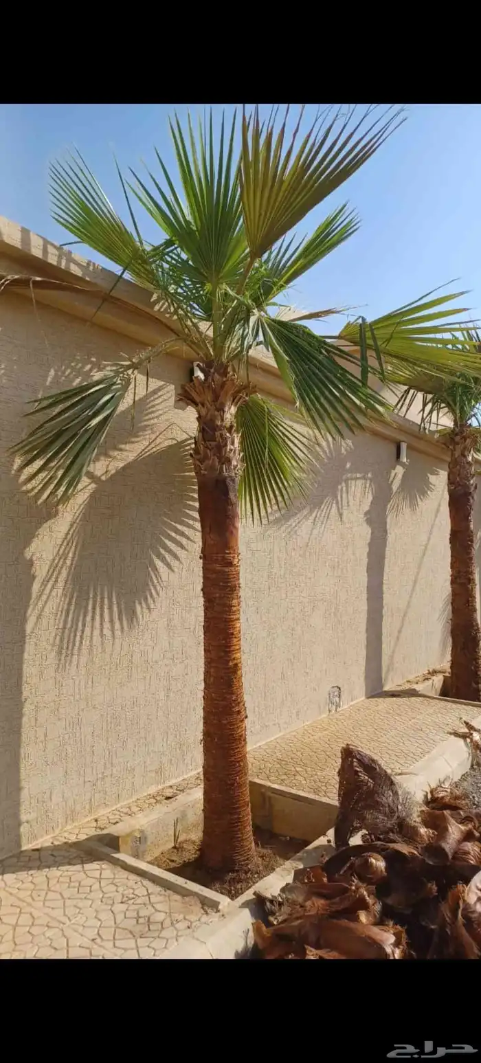 نخيل عربي وواشنطني واشجار زينه 4