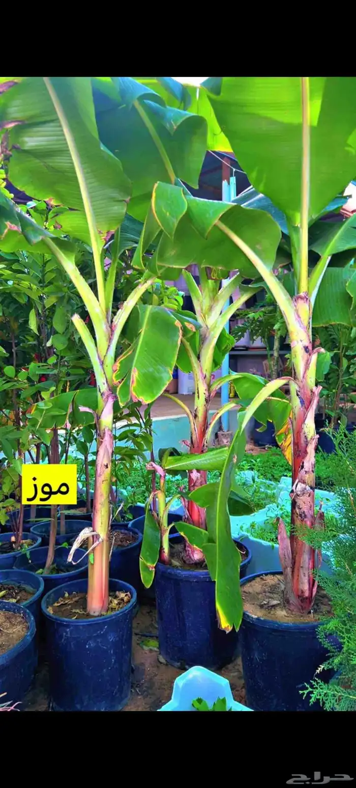 نخيل عربي وواشنطني واشجار زينه 6