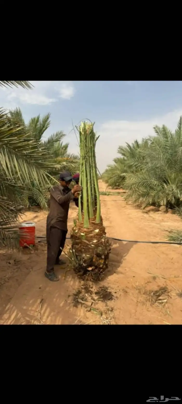 نخيل عربي وواشنطني واشجار زينه 3