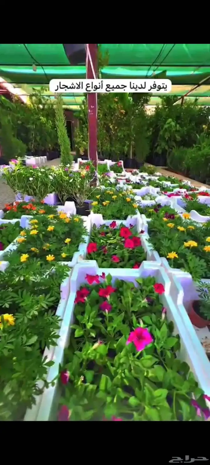 نخيل عربي وواشنطني واشجار زينه 8