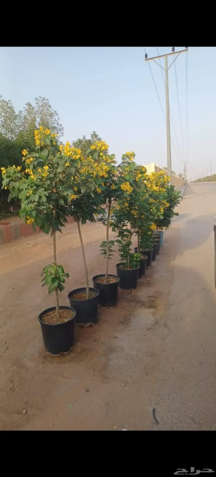 نخيل عربي وواشنطني واشجار زينه 2
