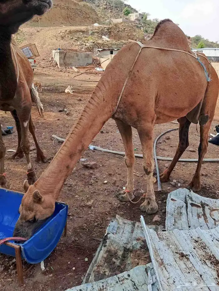 أبل للبيع السن ناب مضمونه من العيوب 0