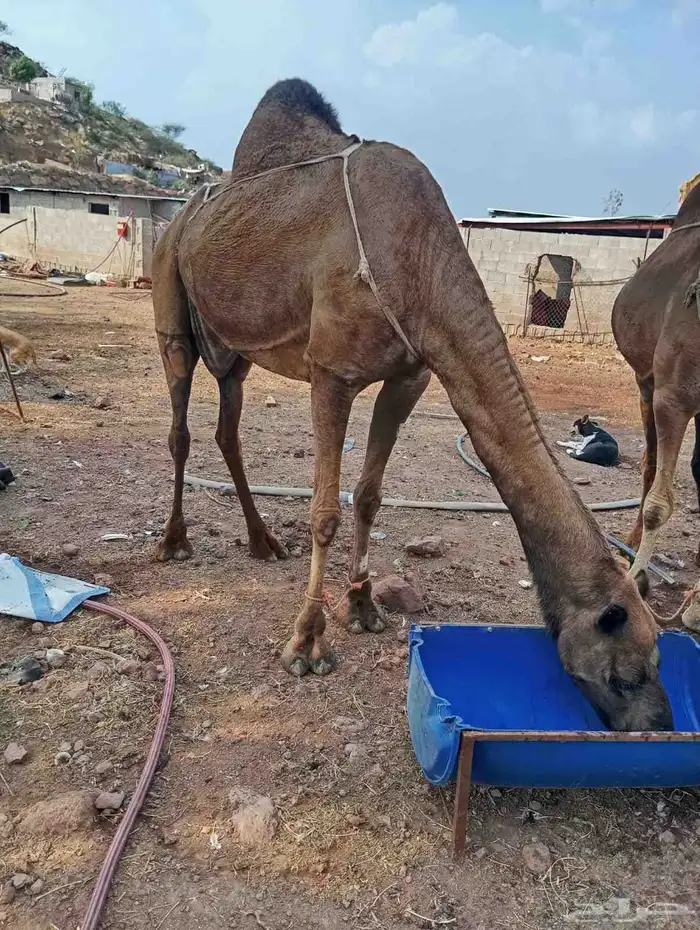أبل للبيع السن ناب مضمونه من العيوب 4
