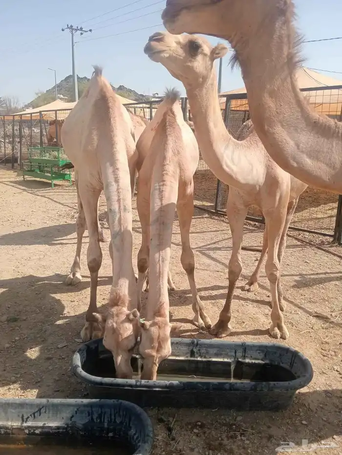 قعدان صوماليه مرابي فاخره 5