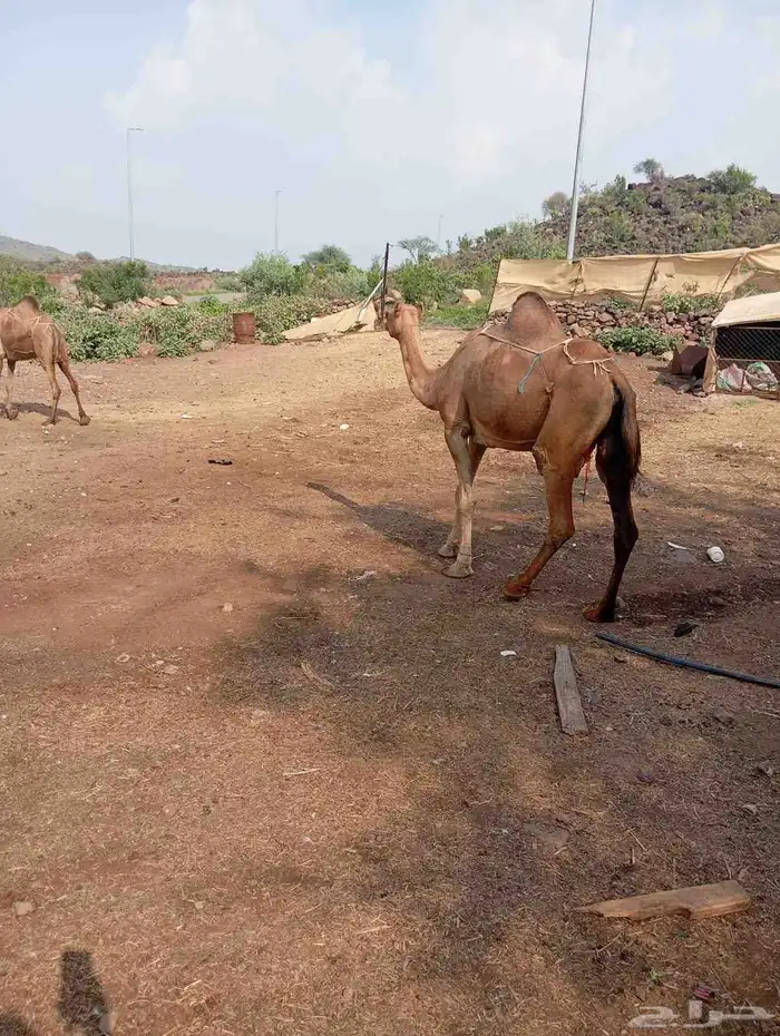 أبل للبيع السن ناب مضمونه من العيوب 1