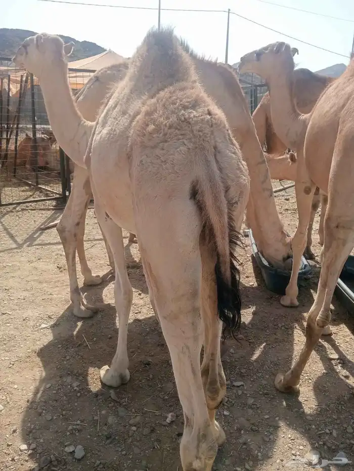 قعدان صوماليه مرابي فاخره 1