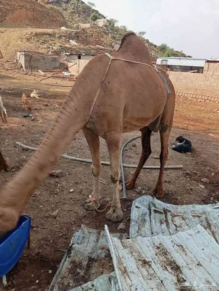 أبل للبيع السن ناب مضمونه من العيوب 6