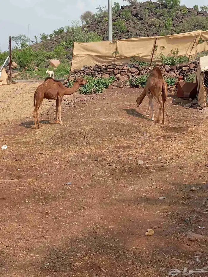 أبل للبيع السن ناب مضمونه من العيوب 2