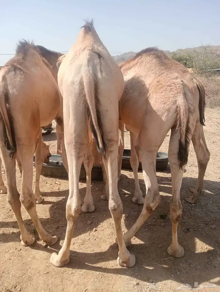 قعدان صوماليه مرابي فاخره 7