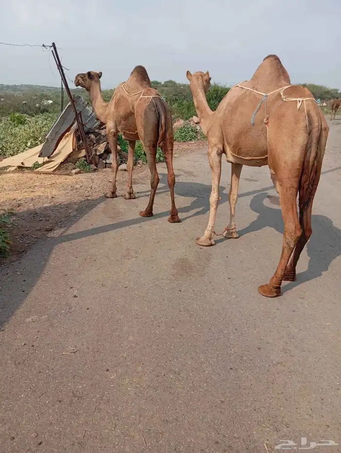 أبل للبيع السن ناب مضمونه من العيوب 3