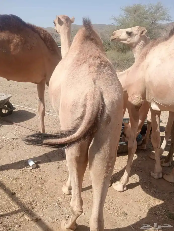 قعدان صوماليه مرابي فاخره 4