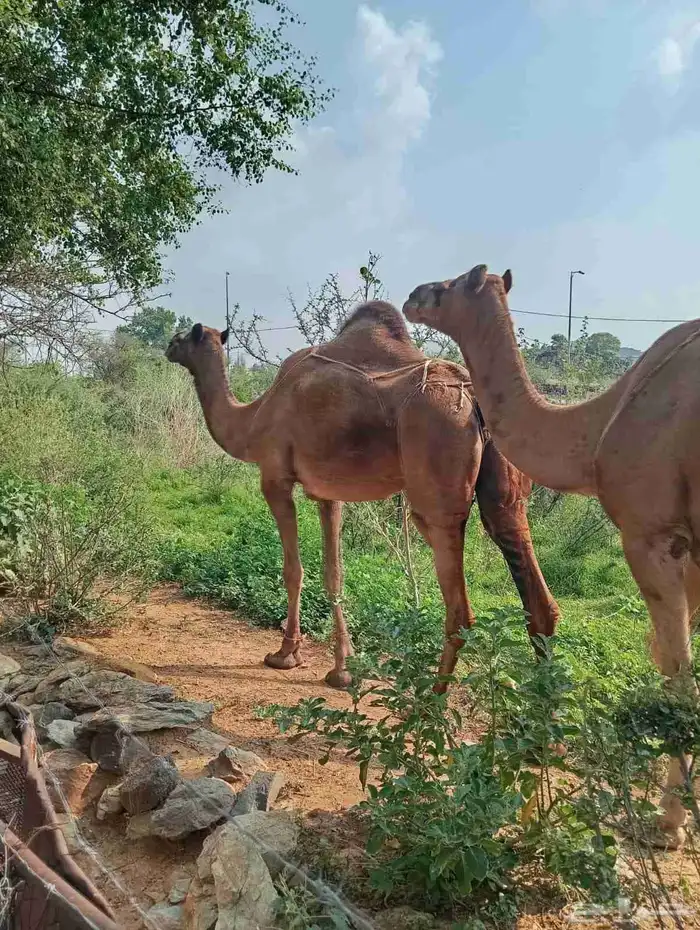 أبل للبيع السن ناب مضمونه من العيوب 5