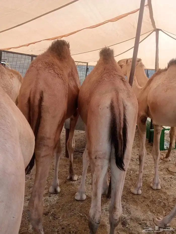 قعدان صوماليه مرابي فاخره 3