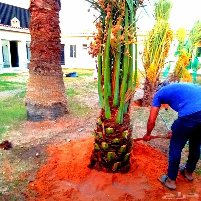 نخل مثمر للبيع نقايل جثايث فسائل نخل واشنطني زينه واشنطنيا 7