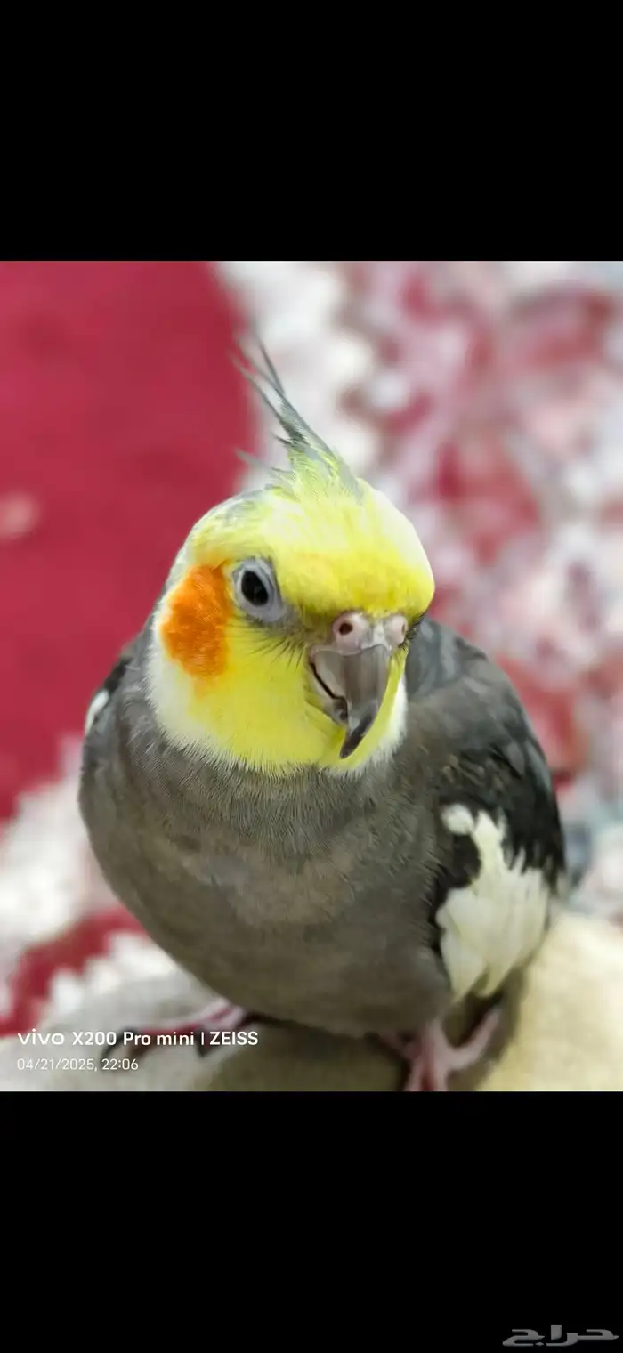 طير كروان مفقود 2