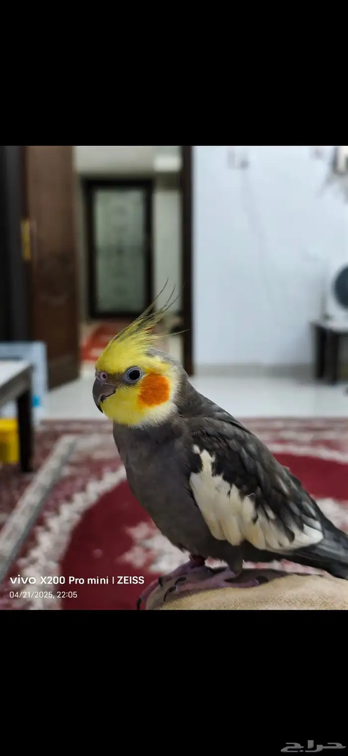 طير كروان مفقود 1