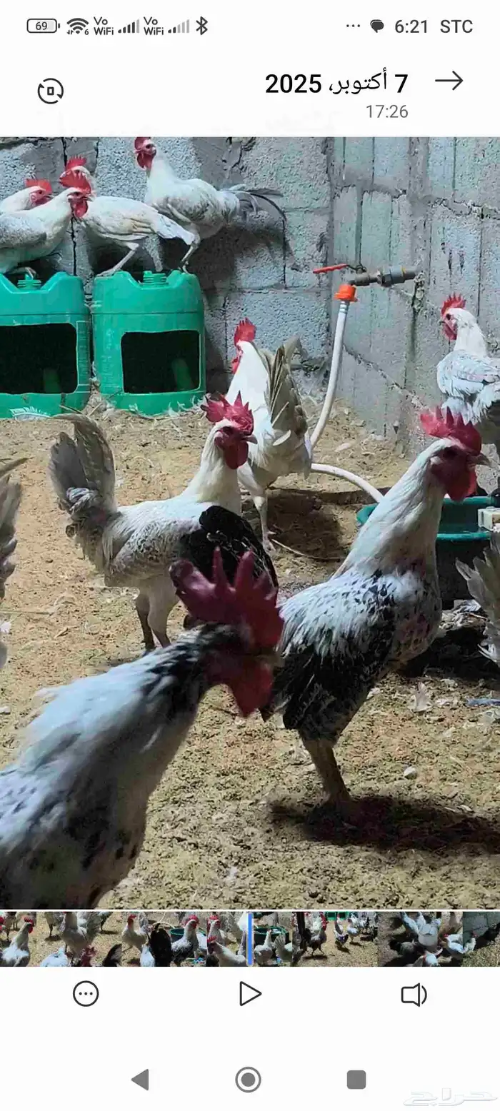 للبيع ديكه فيومي مع عربي العدد تقريبا 35 حبه 0