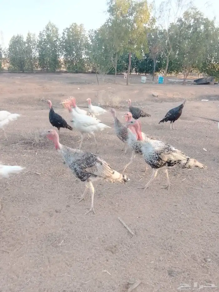 للبيع ديكه ودجاج رومي 6