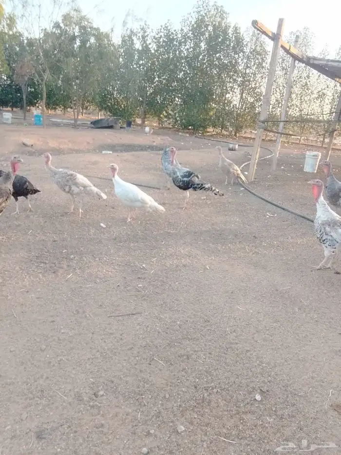 للبيع ديكه ودجاج رومي 4