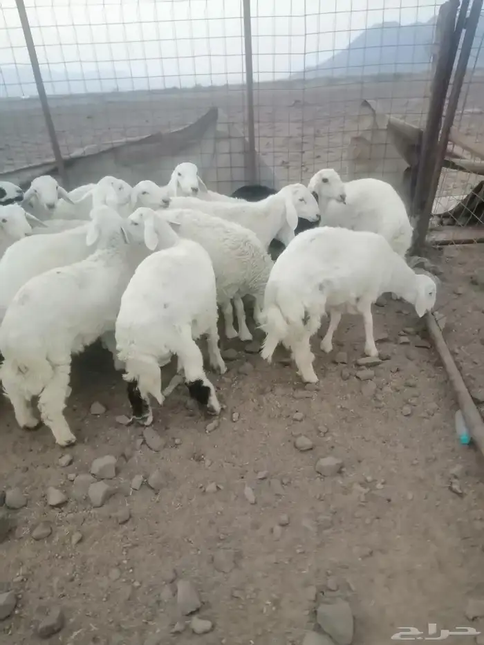 طليان للبيع 0