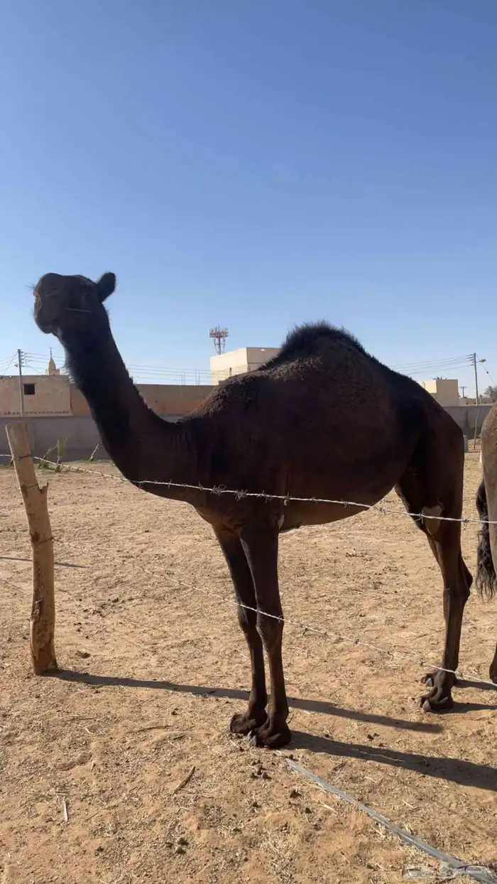 بكره حقه تلقي ابوها طيب على الحاكم الي ابو فحل بن خريجه 1