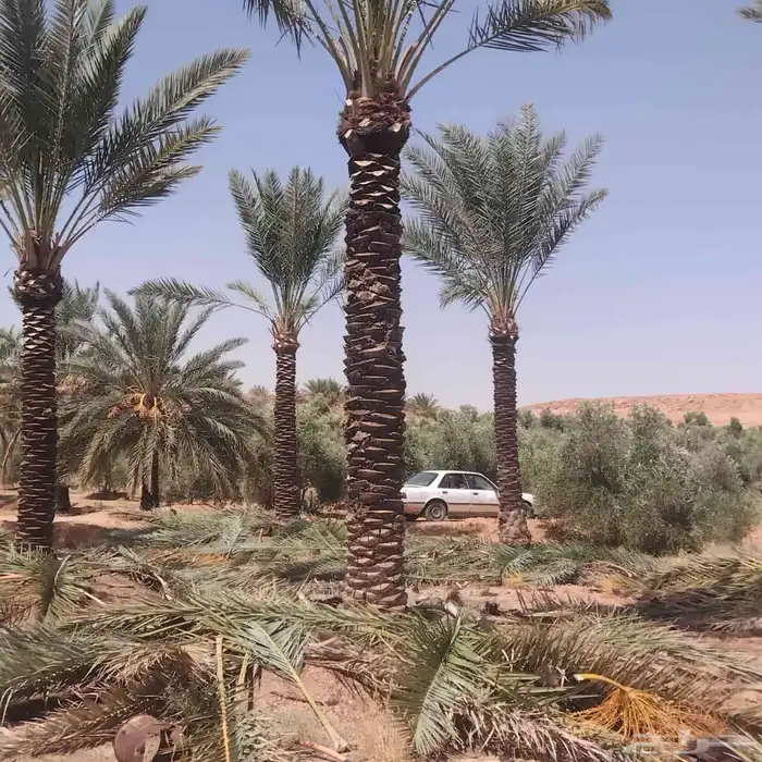 نخل عربي 0