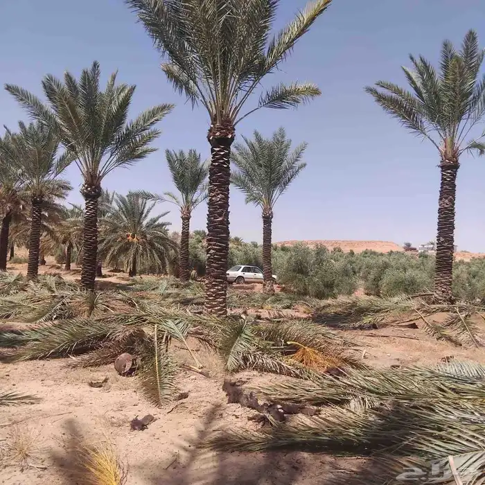 نخل عربي 3