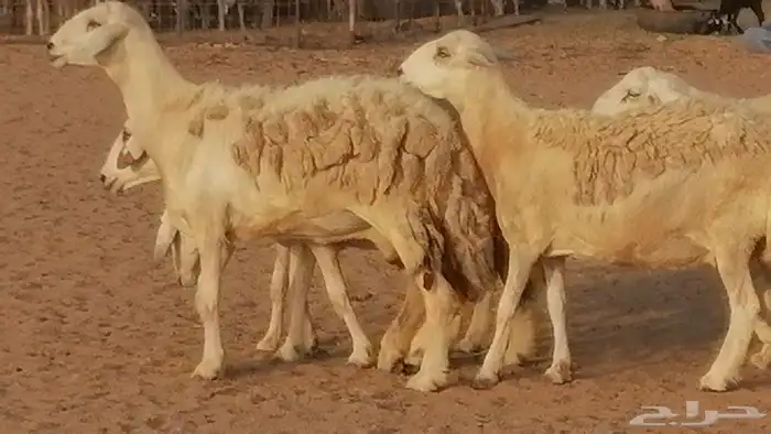 غنم حريات حرش مقنوي جنب دفيع 6 رأس 12