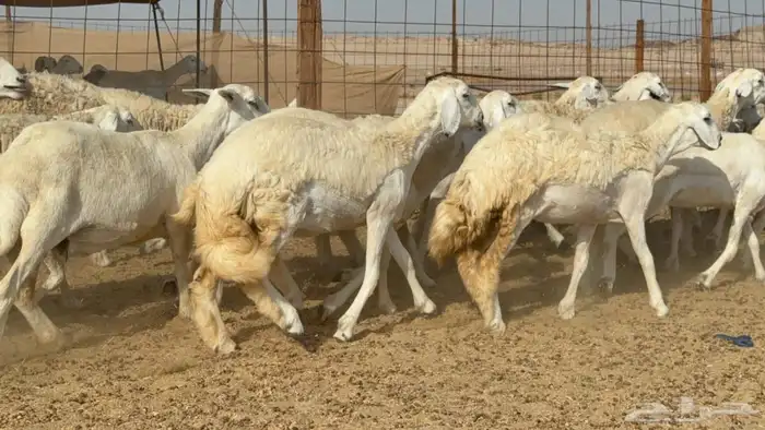 غنم حريات حرش رخال 6