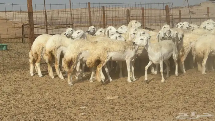 غنم حريات حرش رخال 9
