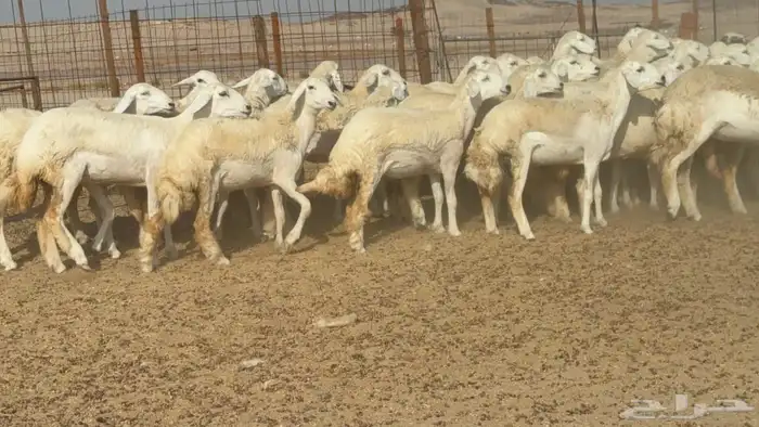 غنم حريات حرش رخال 5