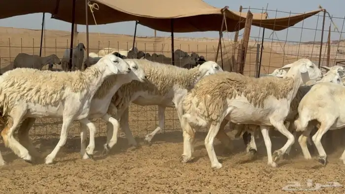 غنم حريات حرش رخال 7