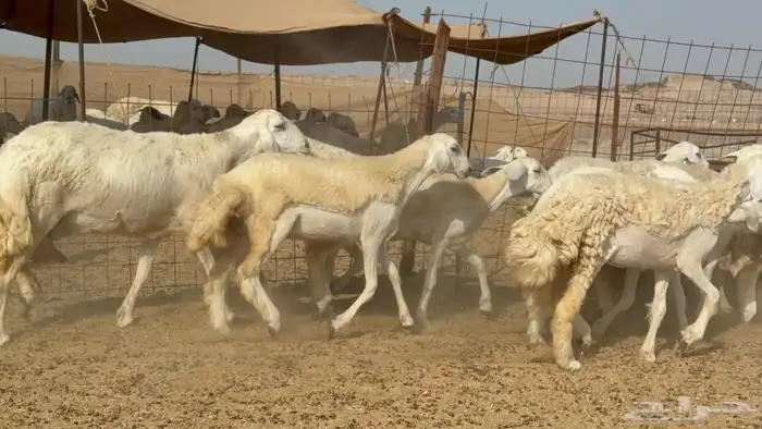 غنم حريات حرش رخال 8