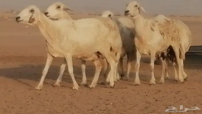 غنم حريات حرش مقنوي جنب دفيع 6 رأس 2