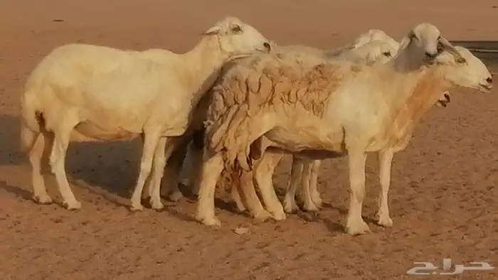 غنم حريات حرش مقنوي جنب دفيع 6 رأس 13