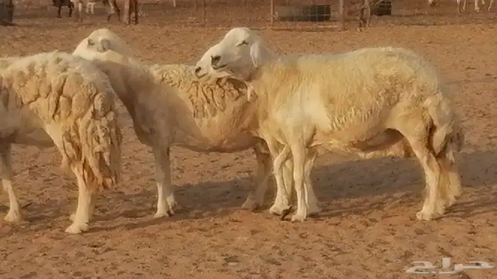 غنم حريات حرش مقنوي جنب دفيع 6 رأس 5