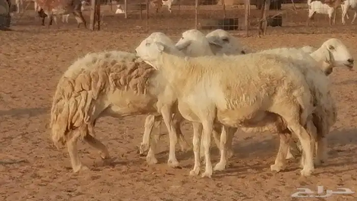 غنم حريات حرش مقنوي جنب دفيع 6 رأس 9