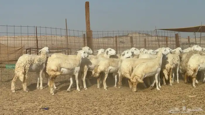 غنم حريات حرش رخال 0