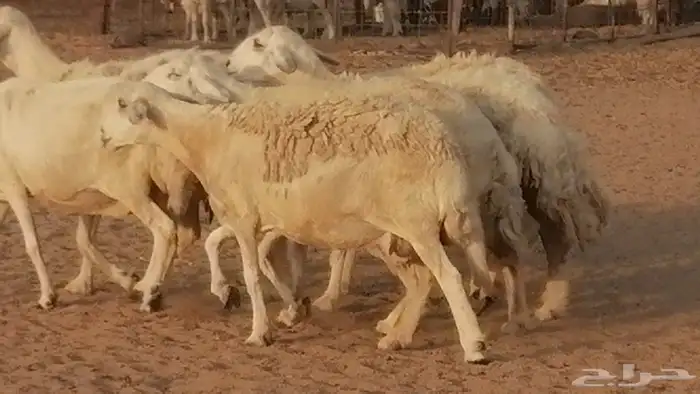 غنم حريات حرش مقنوي جنب دفيع 6 رأس 29