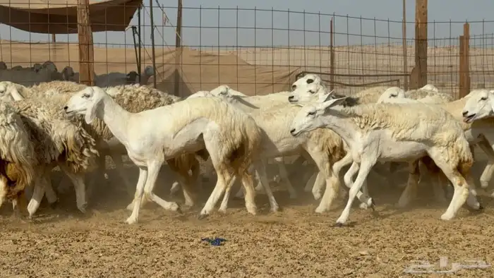 غنم حريات حرش رخال 2