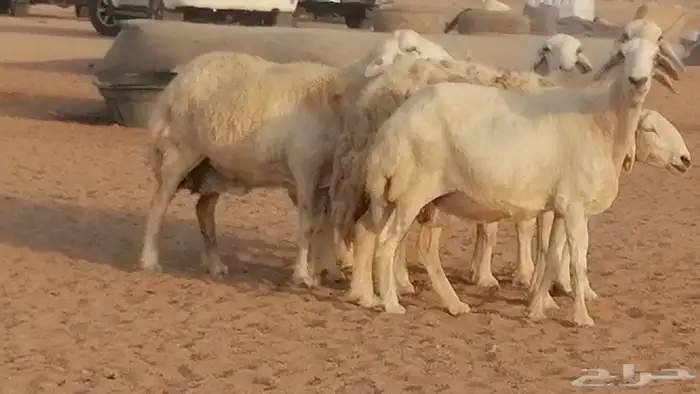 غنم حريات حرش مقنوي جنب دفيع 6 رأس 24