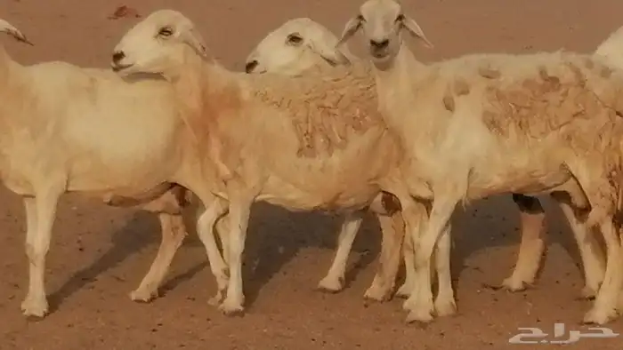 غنم حريات حرش مقنوي جنب دفيع 6 رأس 7