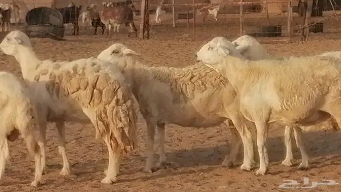 غنم حريات حرش مقنوي جنب دفيع 6 رأس 3
