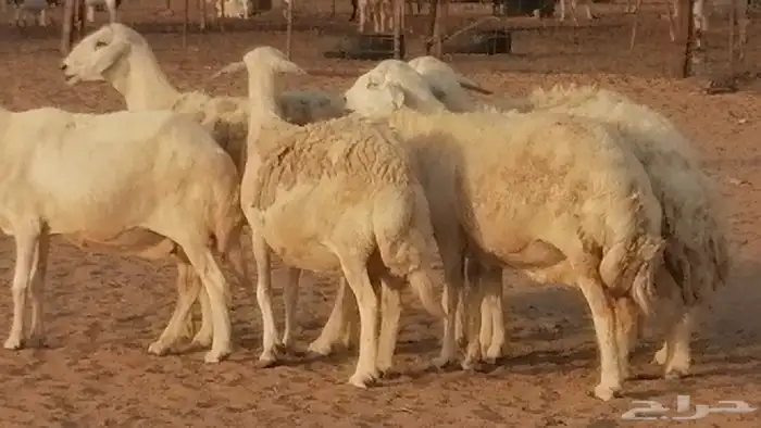 غنم حريات حرش مقنوي جنب دفيع 6 رأس 28