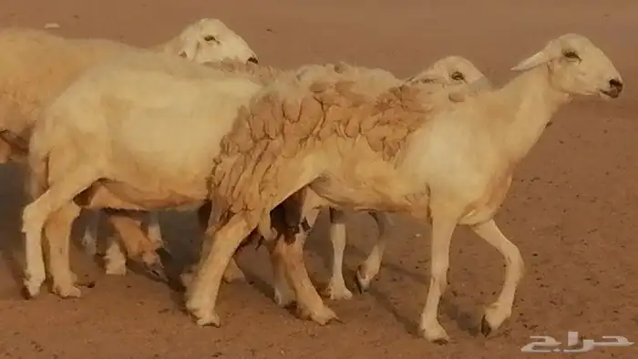 غنم حريات حرش مقنوي جنب دفيع 6 رأس 30