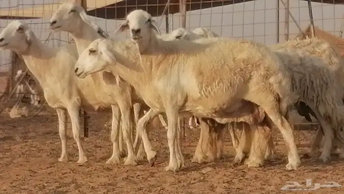 غنم حريات حرش مقنوي جنب دفيع 6 رأس 1